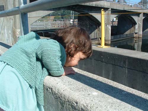 Ballard Locks Fish Ladder Aliya