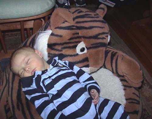 Tiger Cub Dane