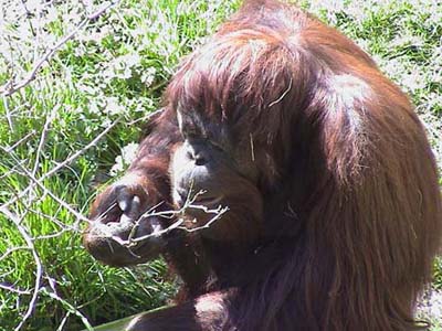 Orangutan