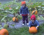 Pumpkin Patch