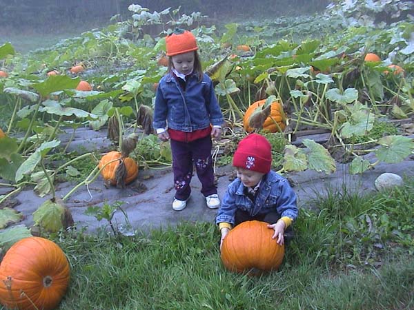 Pumpkin Patch 01