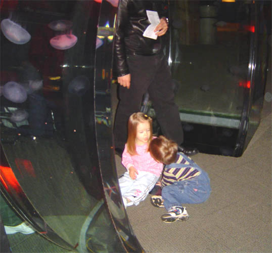 Jellyfish Maddy and Brock