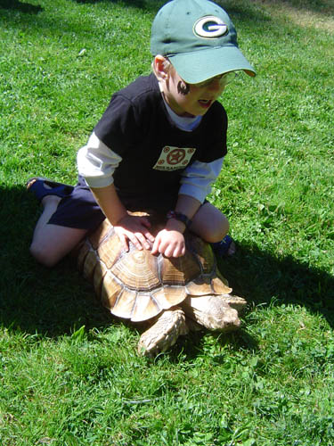 Brock Tortoise