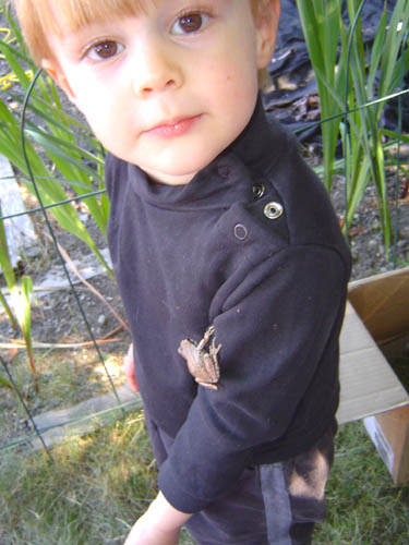 Frog Dane