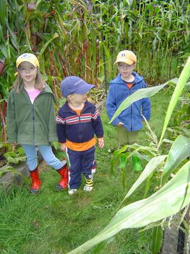 Corn Maze