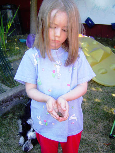 Frog Maddy