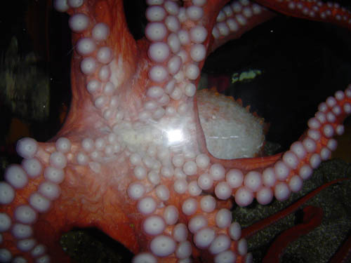 Octopus