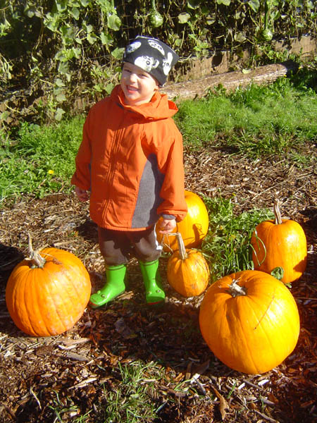 Pumpkin Patch Dane