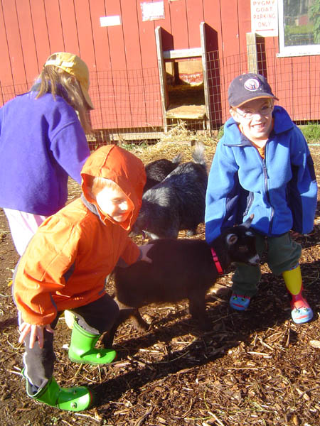 Pumpkin Patch 03