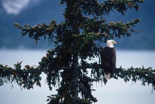 Bald Eagle