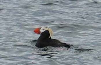 Crested Puffin