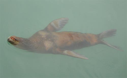 Stellar Sea Lion