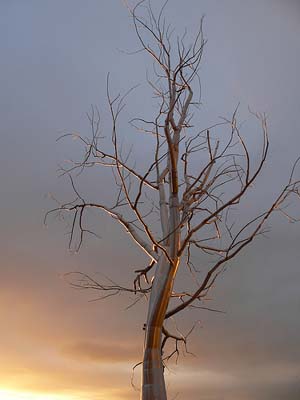 Split by Roxy Paine