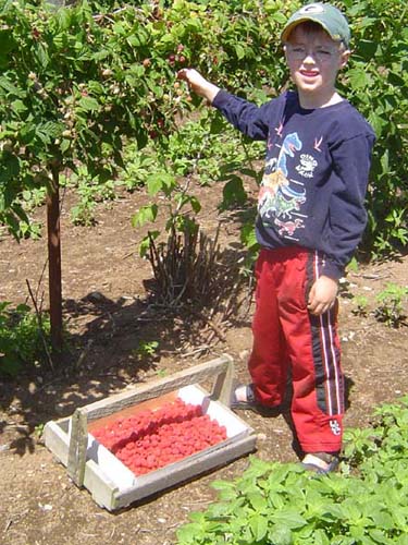 Brock Berry Picking