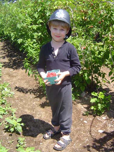 Dane Berry Picking