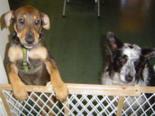 Yoshi and Cuzco