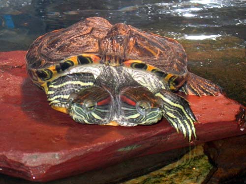 Two-headed Turtle