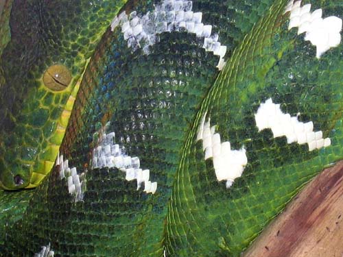 Emerald Tree Boa