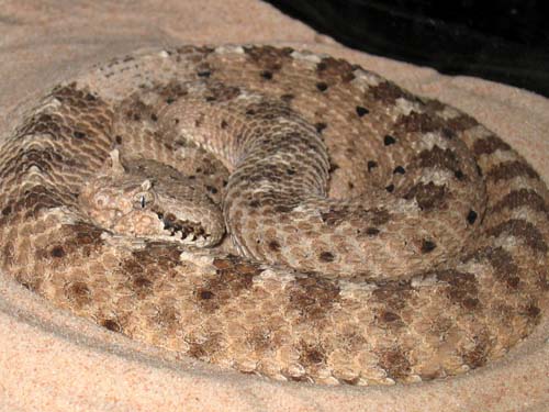 Rattlesnake