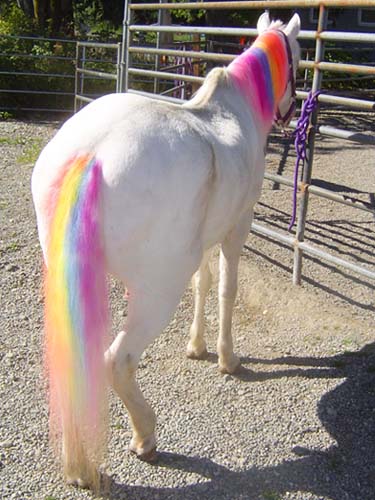 Pony Lance
