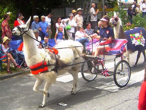 Kingston Llama