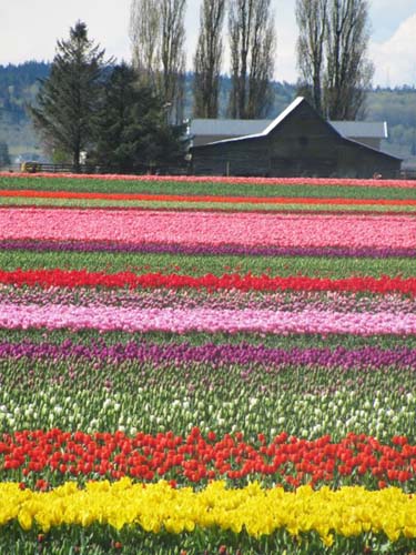 Skagit Valley Tulip Festival 01
