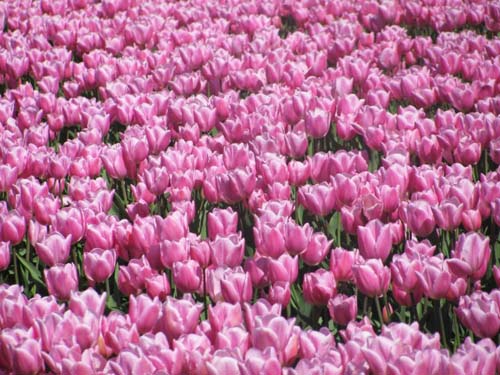 Skagit Valley Tulip Festival 02