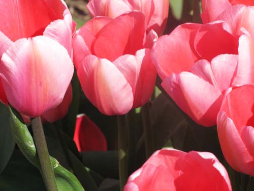 Skagit Valley Tulip Festival 03