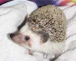 Bonita Hedgehog