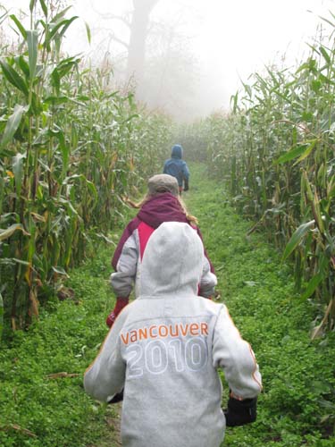 Pumpkin Patch Corn Maze