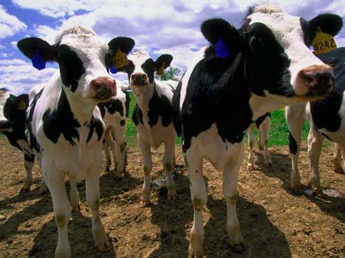 Road Trip WI Cows