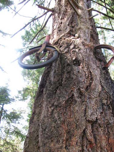 Bike-eating Tree 02