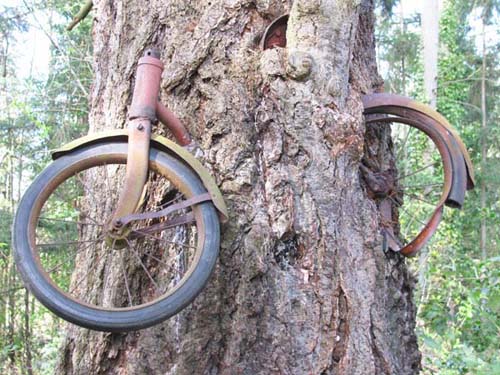 Bike-eating Tree 01