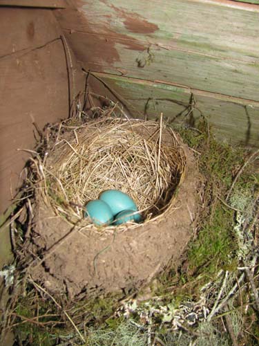 GSA Camp Robin Eggs