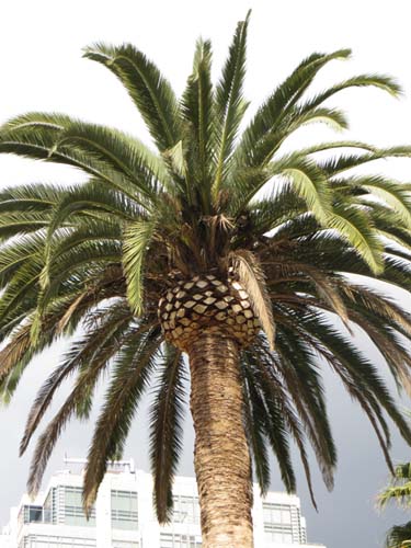 Palm Tree