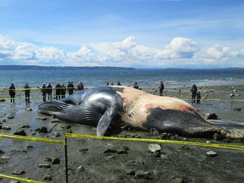 Fin Whale 02