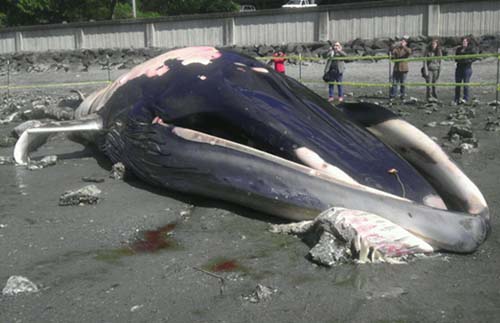 Fin Whale 01