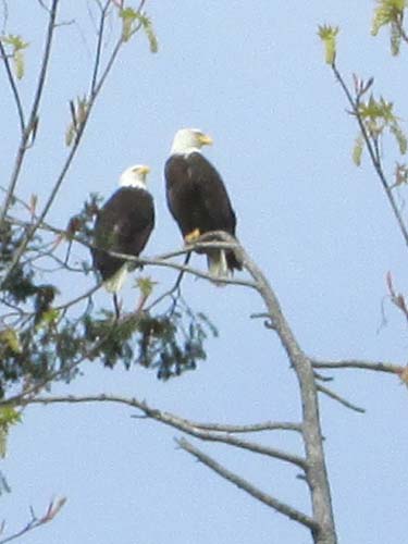 Port Gamble Eagles