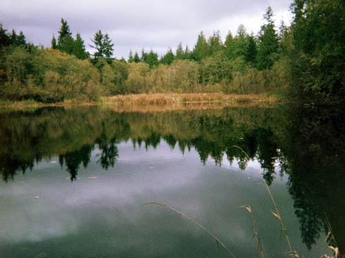 Islandwood Pond