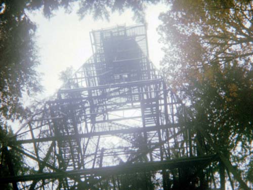 Islandwood Tree Canopy