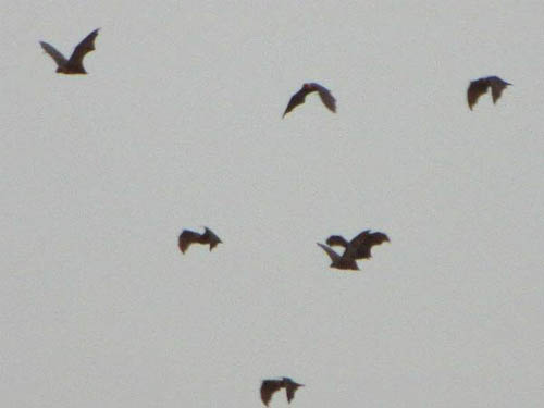Flying Foxes 01
