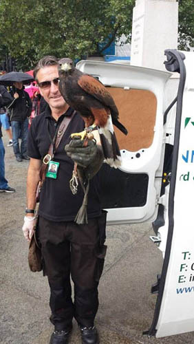 Trafalgar Square Harris Hawk