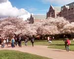 UW Cherry Trees