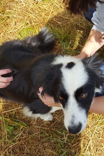 Badger