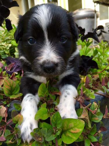 Smudge 01