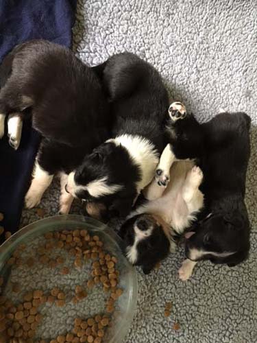 Puppies