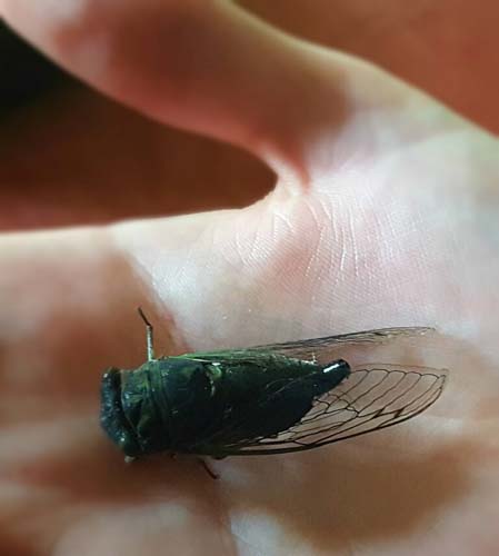 Cicada