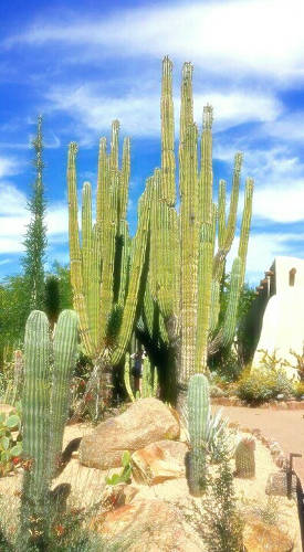 Cactus