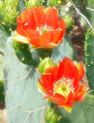 Flower