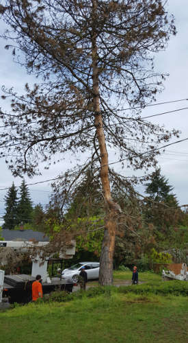 Austrian Pine 1